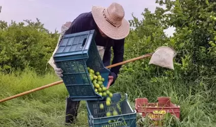 contina la extorsin a productores, empacadores y comercializadores de limn