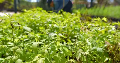 Vivero Municipal Hermosillo