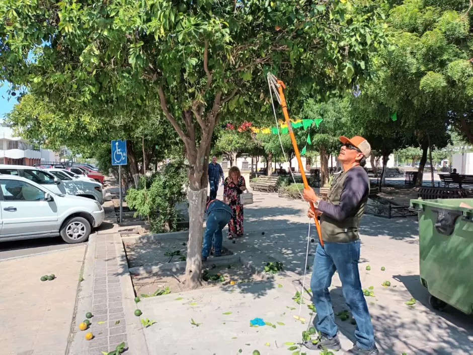 Corte de naranjas en rboles de la Plaza Zaragoza