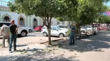 Corte de naranjas en rboles de la Plaza Zaragoza