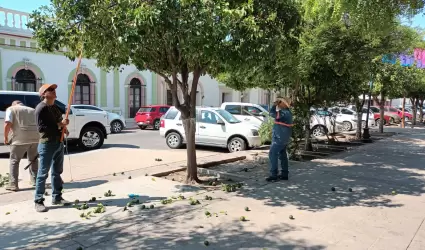 Corte de naranjas en rboles de la Plaza Zaragoza