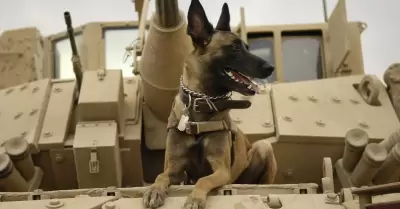 Perro de guerra