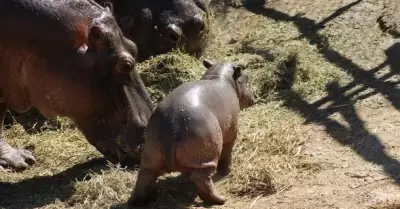 Cra de hipoptamo en el Centro Ecolgico