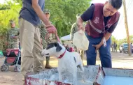 Llevan jornada de salud canina y felina a la colonia Maximiliano R. Lpez