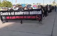 Animalistas rechazan modificaciones a la Ley de Proteccin y Bienestar Animal