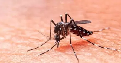 Dengue