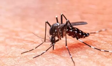 Dengue