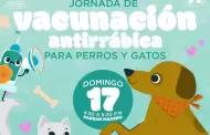 Habr jornada gratuita de vacunacin antirrbica para perros y gatos