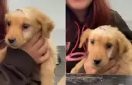 Perrito con herida en la cabeza enternece las redes sociales