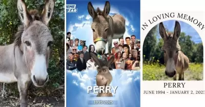 Muere "Perry", el burro que inspir a personaje de Shrek