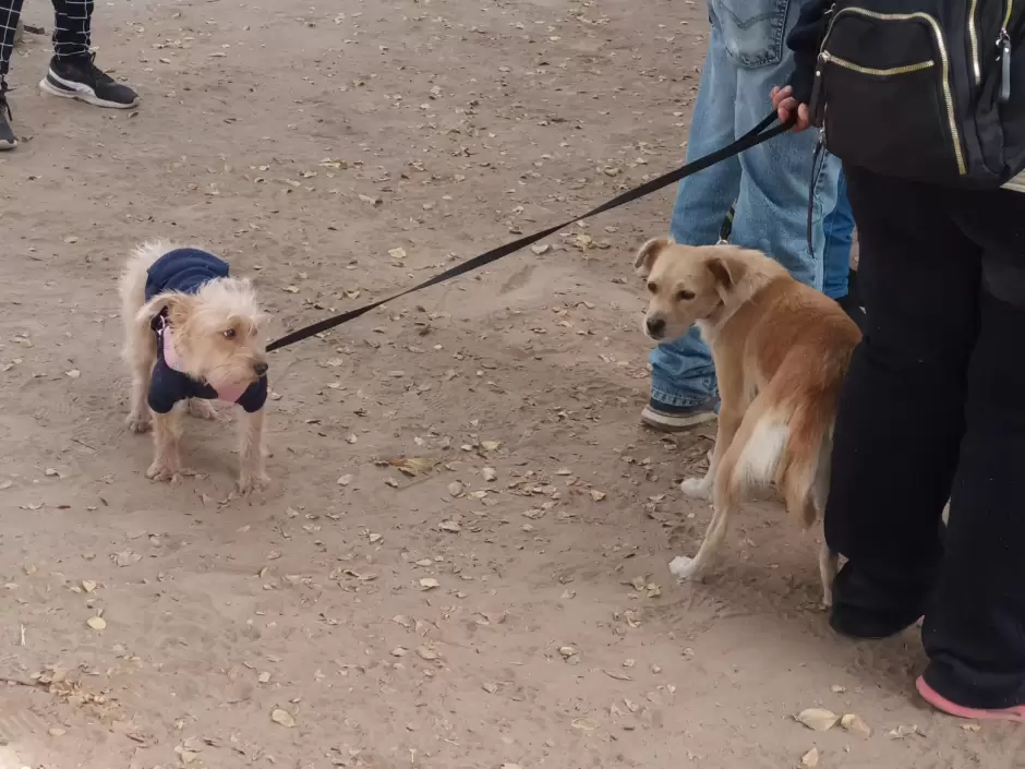 Jornada de esterilizacin canina y felina