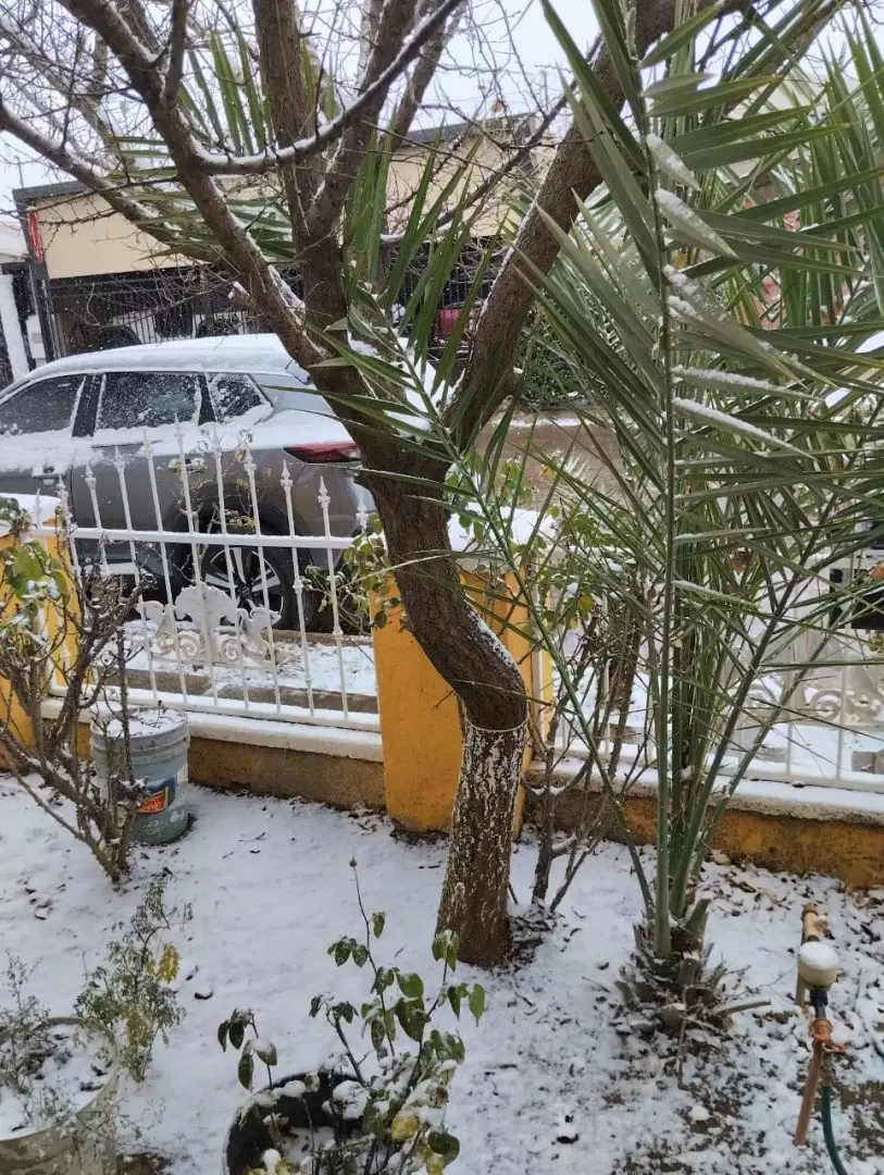 Nieve Cananea