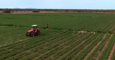 Productores agrcolas