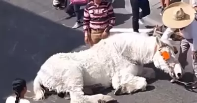 Caballo colapsa mientras jalaba una calandria en Puebla