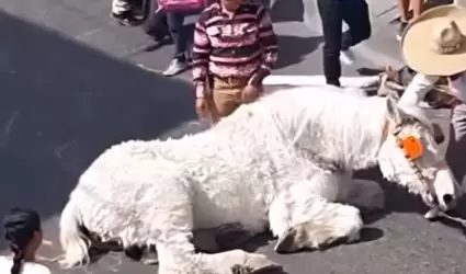 Caballo colapsa mientras jalaba una calandria en Puebla