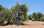 Sonora ocupa primer lugar en Mxico en produccin de aceituna