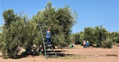 Produccin de aceituna en Sonora