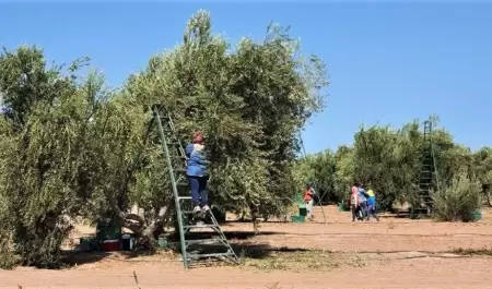 Produccin de aceituna en Sonora