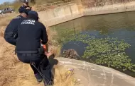 Rescatan a venado atrapado en canal de riego en Huatabampo