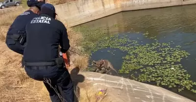 Rescatan a venado