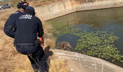 Rescatan a venado