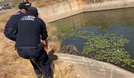 Rescatan a venado