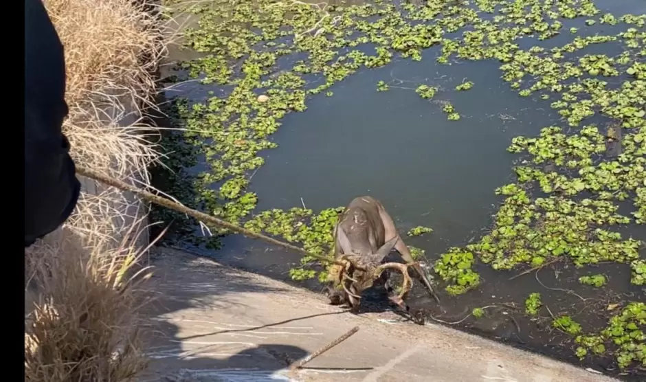 Rescatan a venado