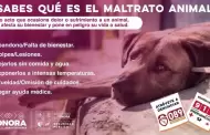 Promueven la denuncia hacia el maltrato animal