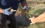 Trgico hallazgo! 250 tortugas muertas en el Canal Bajo de Cajeme