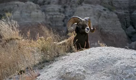 borrego cimarrn