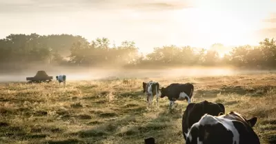 Vacas, ganado