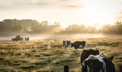 Vacas, ganado