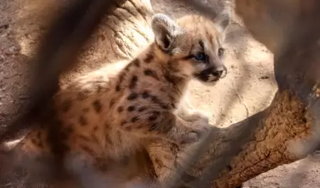 Cras de puma en el Centro Ecolgico