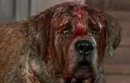 Netflix har una nueva versin de "Cujo" de Stephen King