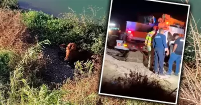 Rescatan a una vaca del humedal del Parque Metropolitano