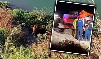 Rescatan a una vaca del humedal del Parque Metropolitano