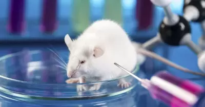 Da Internacional del Animal de Laboratorio