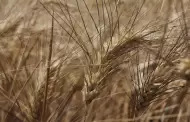 Pago del precio de garant�a del trigo lleva un avance de 47.6% en Sonora