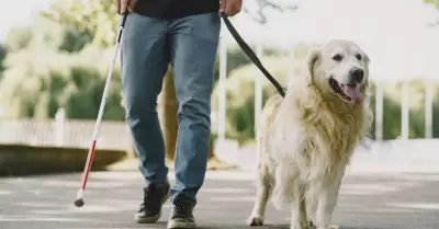 Perro Gua
