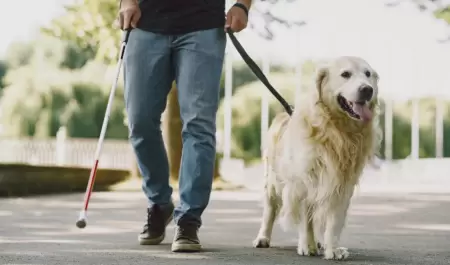 Perro Gua