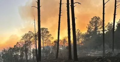 Incendio en sierra de Nácori Chico