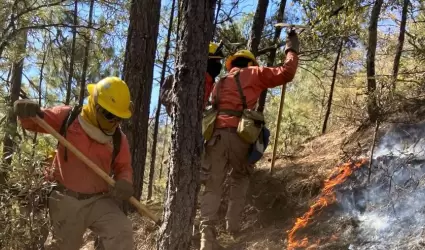Incendio forestal en Nácori Chico