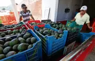 Jitomate y aguacate, productos agrcolas que ms exporta Mxico a EU