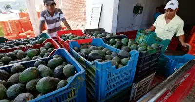 Aguacate