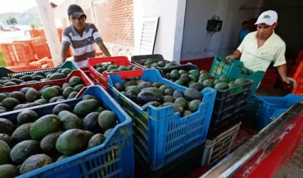 Aguacate