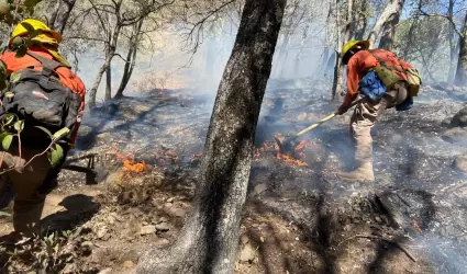 Incendio forestal en Nácori Chico