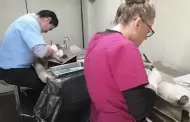 Hermosillo ofrece esterilizacin gratuita de mascotas: conoce cmo agendar tu cita