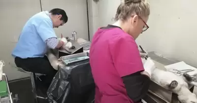 Esterilización de mascotas