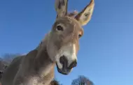 Sabas que hoy es el Da Mundial del Burro?