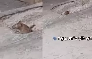VIDEO Nio confunde una rata con capibara